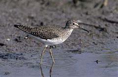 Solitary Sandpiper